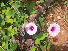 Ipomoea tiliacea