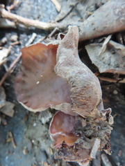 Auricularia auricula-judae