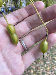 Styphnolobium