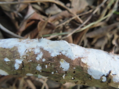 Beauveria bassiana