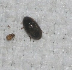 Enochrus
