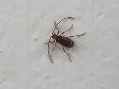 Ptinus japonicus