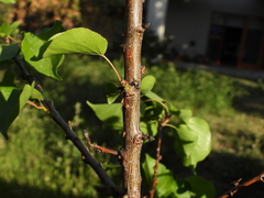 Phiale roburifoliata