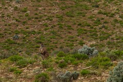 Osphranter robustus erubescens