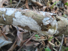 Beauveria bassiana