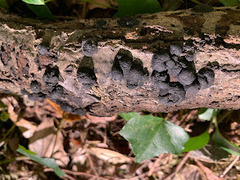 Annulohypoxylon truncatum