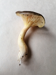 Hygrophorus hypothejus