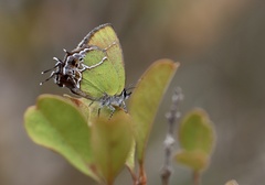 Callophrys xami