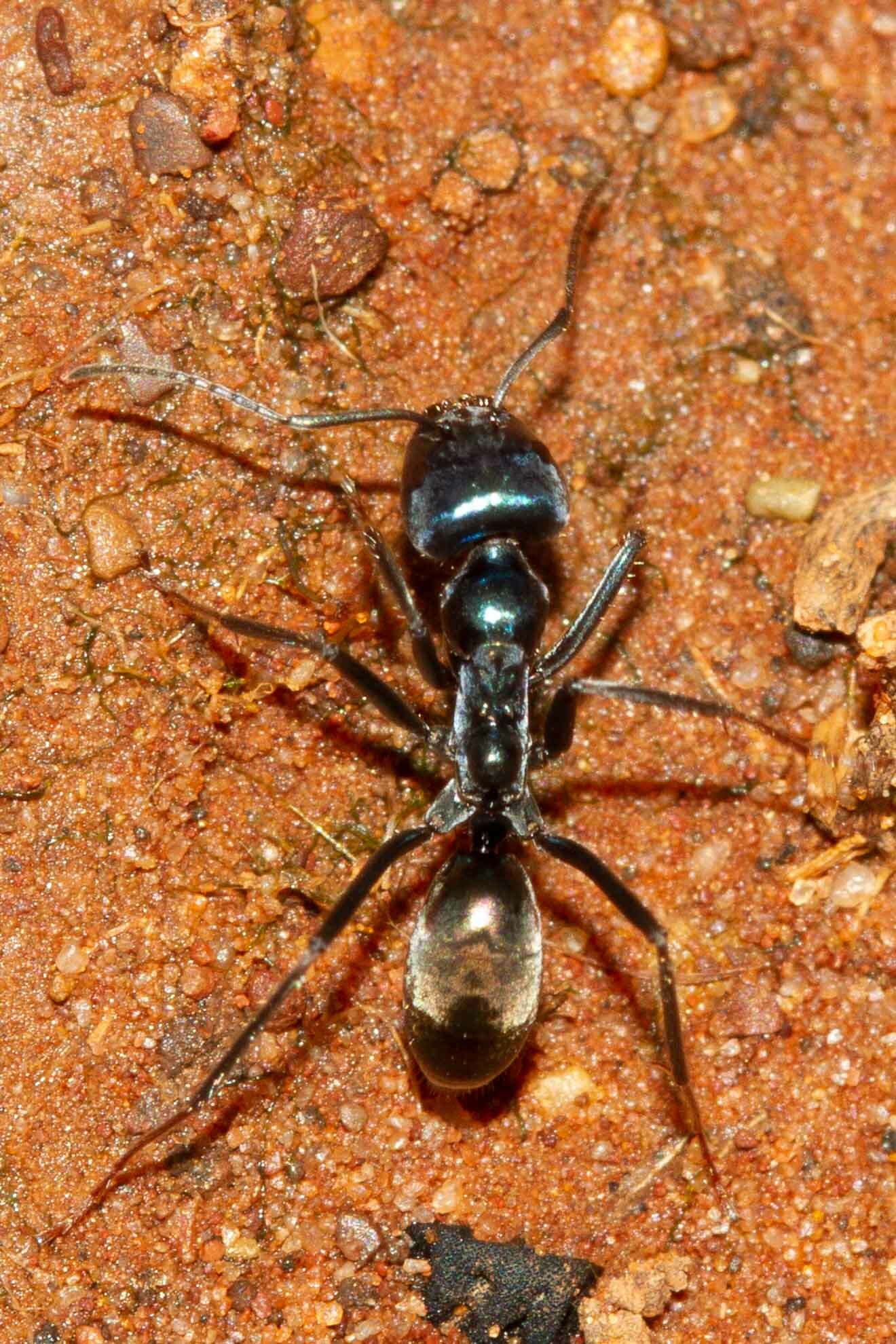 Iridomyrmex lividus Shattuck, 1993