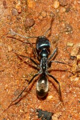 Iridomyrmex lividus