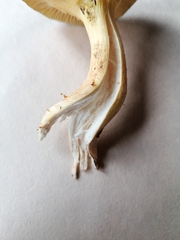 Hygrophorus hypothejus