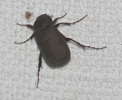 Melolonthinae