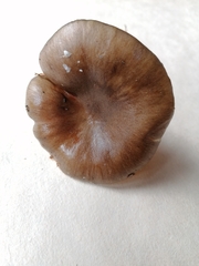 Hygrophorus hypothejus
