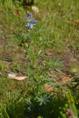 Lupinus angustifolius