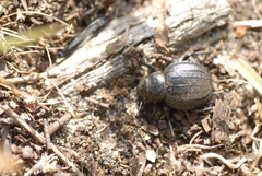 Pimelia angusticollis