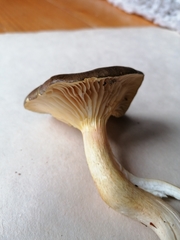 Hygrophorus hypothejus