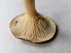 Hygrophorus hypothejus