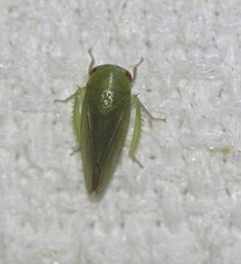 Batracomorphus