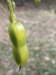 Styphnolobium