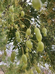 Styphnolobium