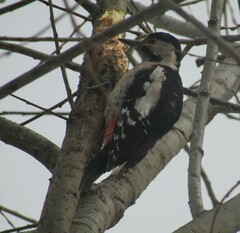Dendrocopos syriacus