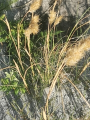 Geochloa