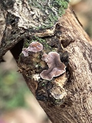 Aleurodiscus oakesii