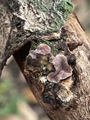 Aleurodiscus oakesii