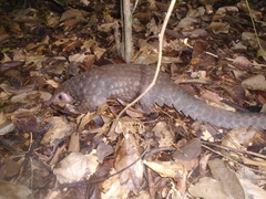 Phataginus tricuspis