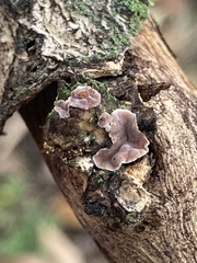 Aleurodiscus oakesii