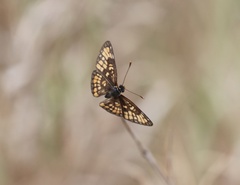 Chlosyne definita