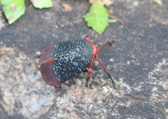 Kalidasa lanata