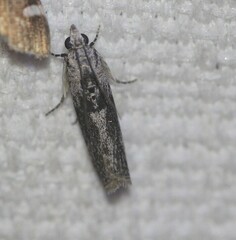 Sciota melanostyla