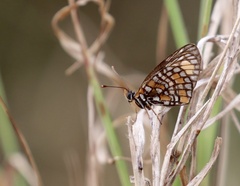 Chlosyne definita