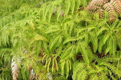 Gleicheniaceae