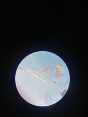 Cymbella