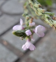 Verbena officinalis