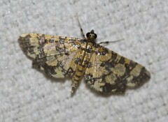 Eurrhyparodes tricoloralis