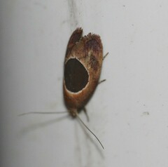 Hoplomorpha abalienella
