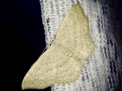 Scopula ignobilis