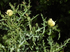 Argemone subfusiformis