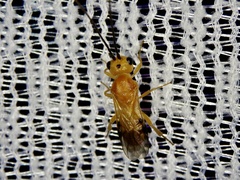 Phanerotoma flava