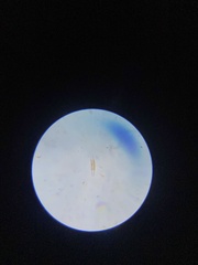 Cymbella