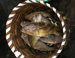 Epinephelus radiatus