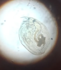 Chydorus