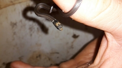 Natriciteres sylvatica