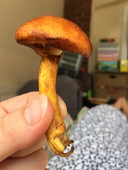 Gymnopilus junonius