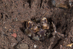 Lysiosquillina maculata