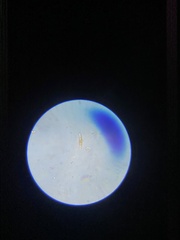 Cymbella