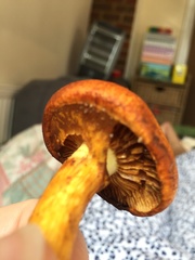 Gymnopilus junonius